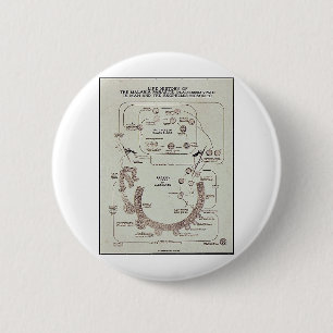 Macaron Rond 5 Cm Histoire de vie du parasite de malaria Plasmodiume
