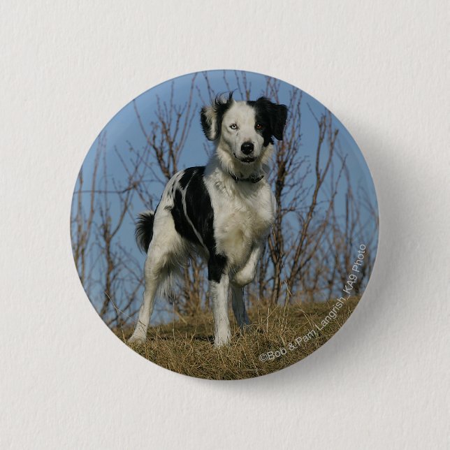 Macaron Rond 5 Cm Jambe de border collie augmentée (Devant)