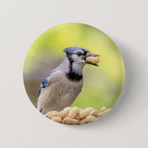Macaron Rond 5 Cm Jay bleu avec arachide