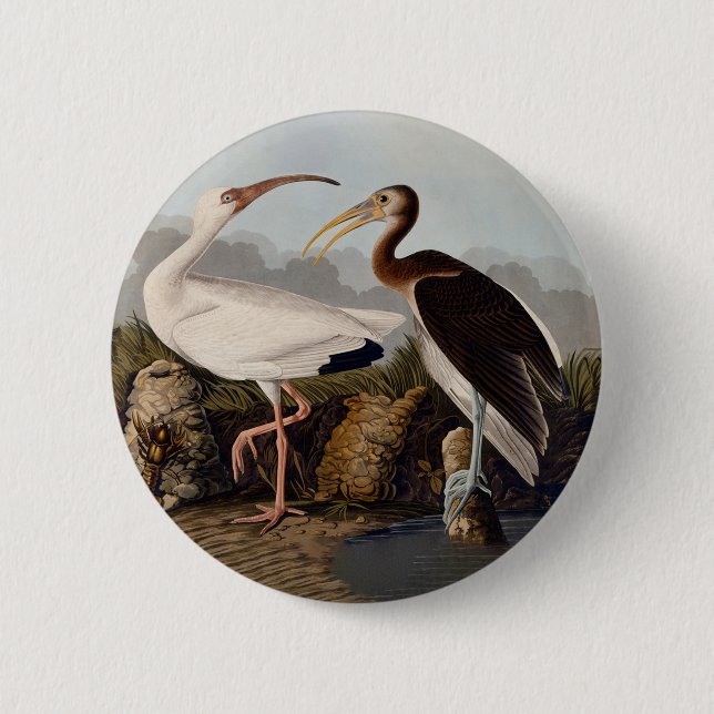 Macaron Rond 5 Cm John James Audubon White Ibis Bird Print Classic (Devant)