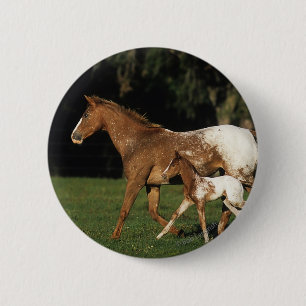 Macaron Rond 5 Cm Jument et poulain d'Appaloosa
