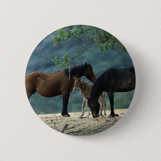 Macaron Rond 5 Cm Jument et poulain sauvages de mustang (Devant)