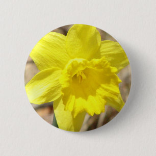 Macaron Rond 5 Cm La jonquille jaune fleurit autour du bouton