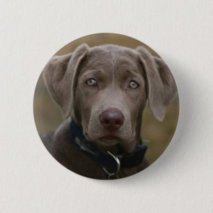 Macaron Rond 5 Cm Labrador retriever en argent léger rare