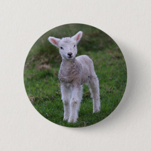 Macaron Rond 5 Cm Lamb Bébé Mouton ferme animal
