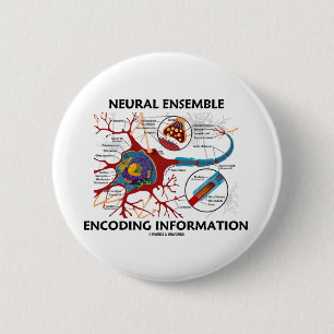 Macaron Rond 5 Cm L'information neurale de codage d'ensemble