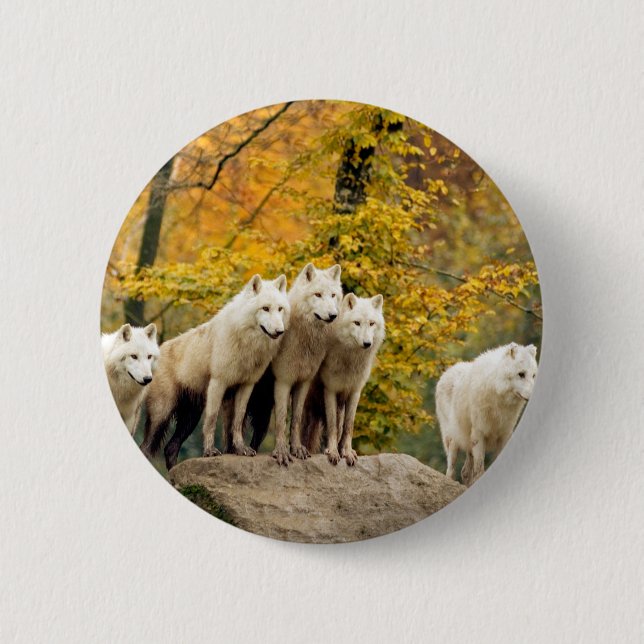 Macaron Rond 5 Cm Loups blancs de l'Alaska dans la forêt (Devant)