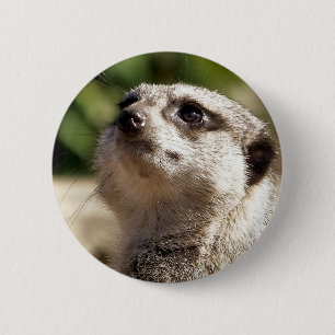 MACARON ROND 5 CM MEERKAT