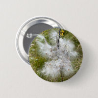 Milkweed | Papillon |
