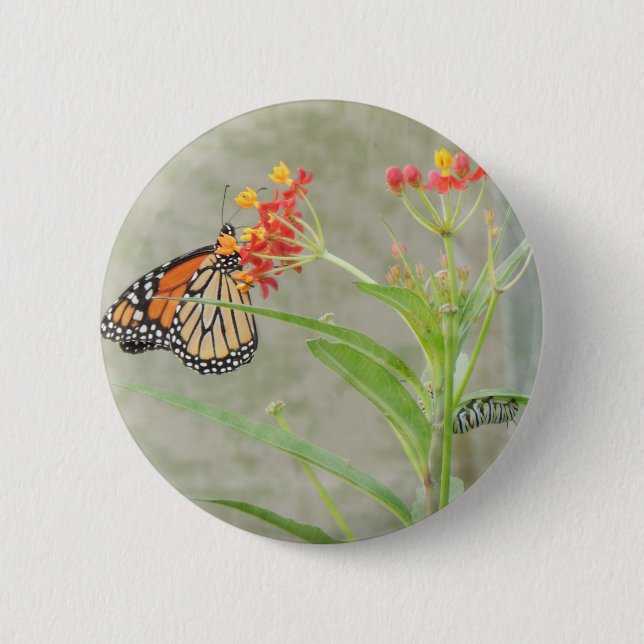 Macaron Rond 5 Cm Monarch Butterfly et Caterpillar (Devant)