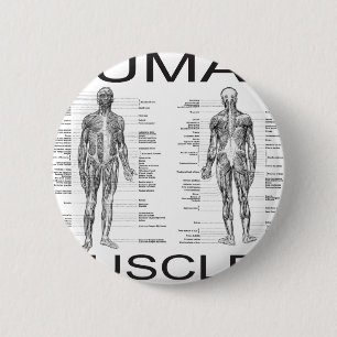 Macaron Rond 5 Cm Muscles humains et anatomie