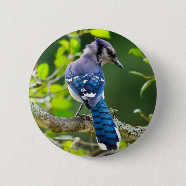 Macaron Rond 5 Cm Nature Photographie Shy Blue Jay Vêtements Cadeaux (Devant)