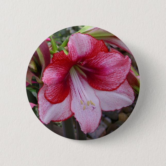 Macaron Rond 5 Cm Noël Amaryllis Rouge Fête Florale (Devant)