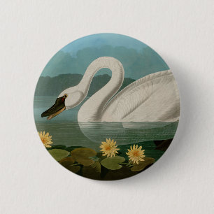 Macaron Rond 5 Cm Oiseaux communs de cygne d'Amérique Audubon