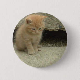 Macaron Rond 5 Cm Orange Tabby Kitten