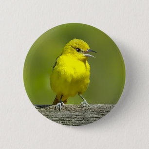 Macaron Rond 5 Cm Oriole de Baltimore - Photographie originale
