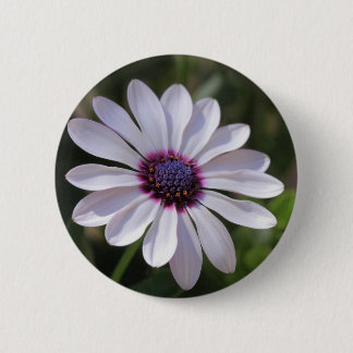 Macaron Rond 5 Cm Osteospermum African Daisy