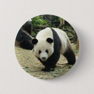 Macaron Rond 5 Cm Panda géant dans un zoo d'animaux sauvages photogr