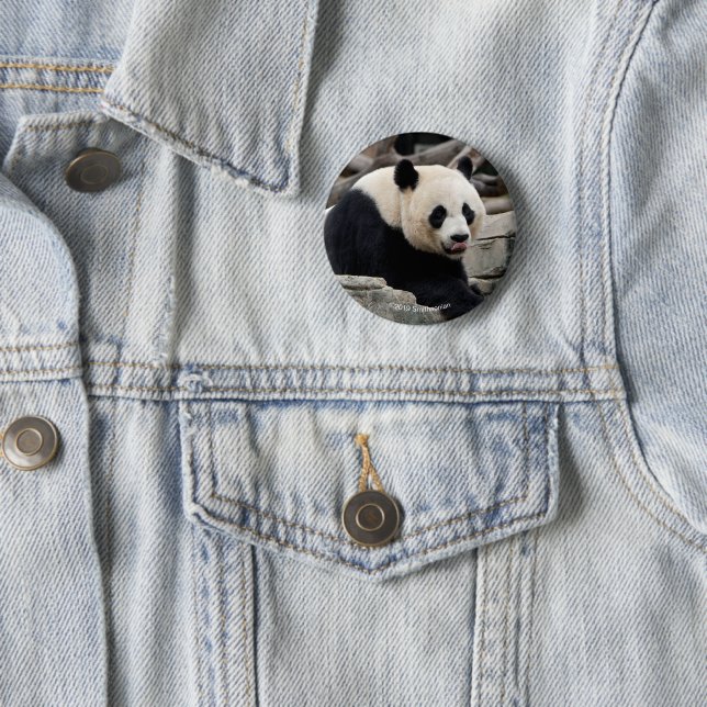 Macaron Rond 5 Cm Panda géant sur des roches (En situation)