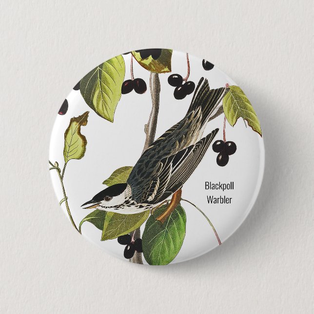 Macaron Rond 5 Cm Paruline à polle noire, Audubon, Style Birder pour (Devant)