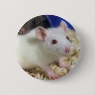 Macaron Rond 5 Cm Petit rat