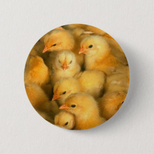 Macaron Rond 5 Cm Petits poussins jaunes