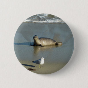 Macaron Rond 5 Cm Phoque commun à La Jolla Californie