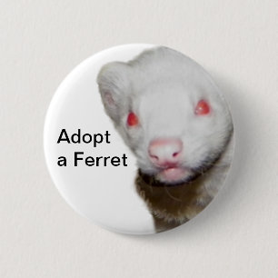 Macaron Rond 5 Cm Photo Albino Ferret