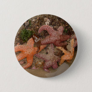 Macaron Rond 5 Cm Photo couleur (4) Starfish/Sea Star chez Haystack 