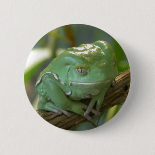 Macaron Rond 5 Cm Phyllomedusa sauvagii