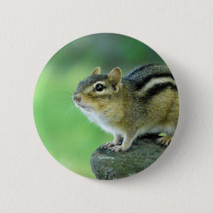 Macaron Rond 5 Cm Pin curieux de tamia