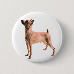 Macaron Rond 5 Cm Pinscher miniature
