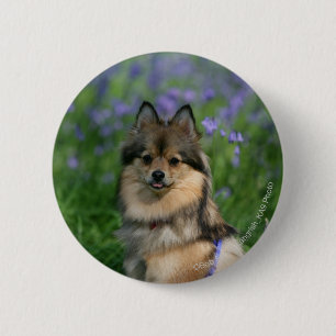 Macaron Rond 5 Cm Pomeranian dans l'herbe