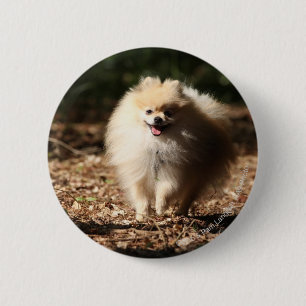 Macaron Rond 5 Cm Pomeranian trottant dans le feuille tombé