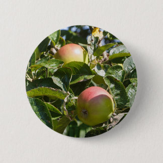 Macaron Rond 5 Cm Pommes mûrissant sur un pommier