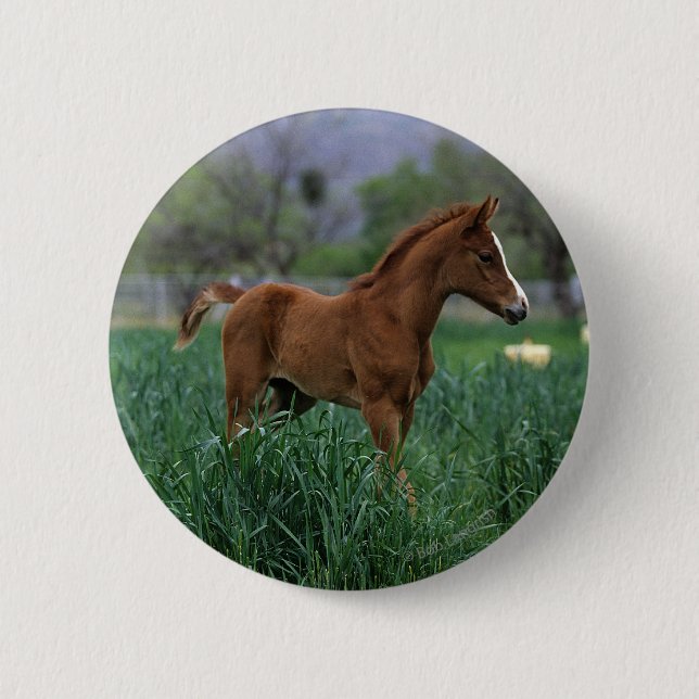 Macaron Rond 5 Cm Position arabe de poulain (Devant)