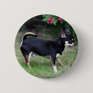 Macaron Rond 5 Cm Position aux cheveux courts de chiwawa