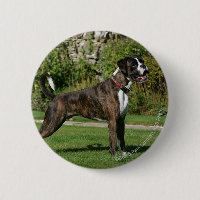 Position Brindle d'exposition canine de boxeur