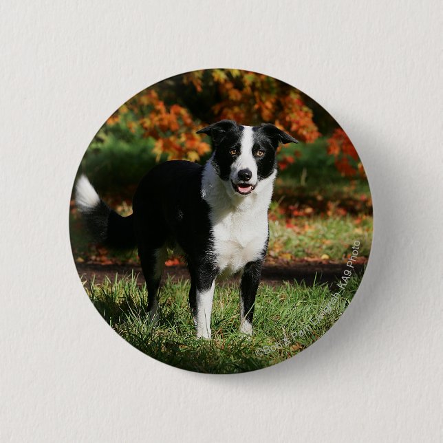 Macaron Rond 5 Cm Position d'automne de border collie (Devant)