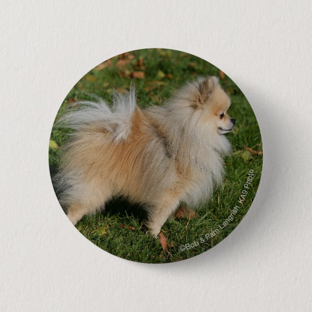 Macaron Rond 5 Cm Position de Pomeranian (Devant)