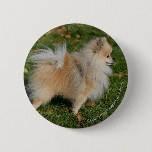 Macaron Rond 5 Cm Position de Pomeranian