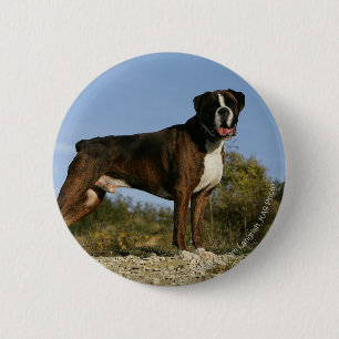 Macaron Rond 5 Cm Position d'exposition canine de boxeur