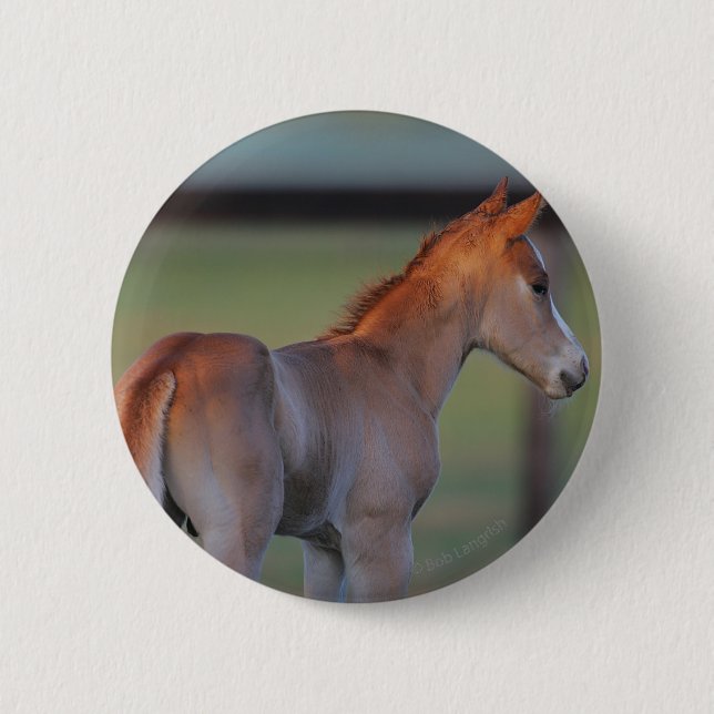 Macaron Rond 5 Cm Poulain quart de cheval (Devant)