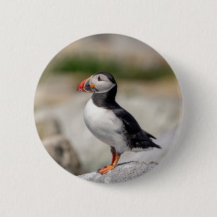 Macaron Rond 5 Cm Puffin Atlantique en Machias, Maine