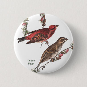 Macaron Rond 5 Cm Purple Finch, John James Audubon, Birdwatcher Bird