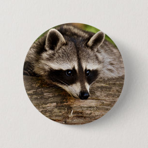 Macaron Rond 5 Cm Raccoon mignon reposant sur un journal