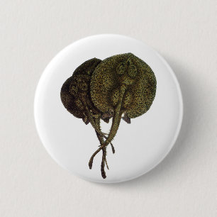 Macaron Rond 5 Cm Raies pastenagues, Animaux de la vie marine vintag