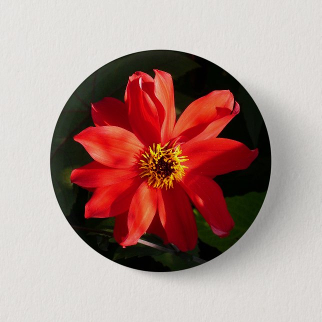 Macaron Rond 5 Cm Red Dahlia (évêque de Llandaff) (Devant)