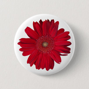 Macaron Rond 5 Cm Red Gerber Daisy Close Up Photographie