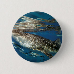 Macaron Rond 5 Cm requin baleine Oslob Philippines
